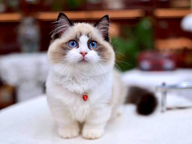 Short Leg Ragdoll -girl 