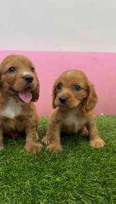 English cocker spaniel