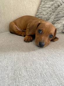 HH-3010 Mini Dachshund brown haired puppy dog