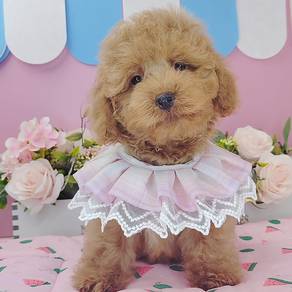 PoodleToy