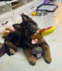 German Shepherd