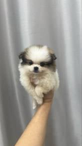 parti Color TeaCup sized female Pomeranian Puppy