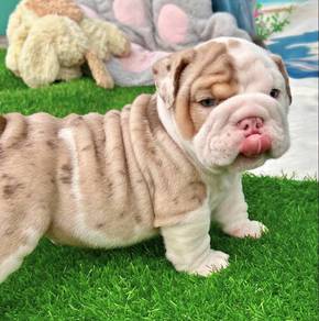 ENGLISH BULLDOG PUPPIES E342 🐻 male