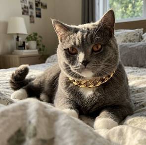 Pure British Shorthair