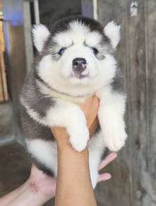 SIBERIAN HUSK PUPPIES 🌻 Boy~Girl Sb114