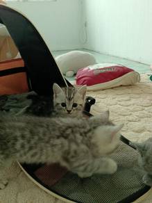 American shorthair 