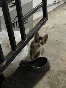 kucing cat