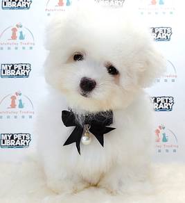 Maltipoo