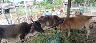 ibu lembu