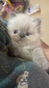 Persian low nose mix ragdoll