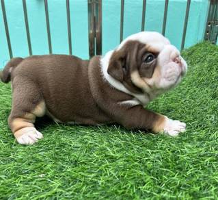ENGLISH BULLDOG PUPPIES EB377 🐻 BullDog Available