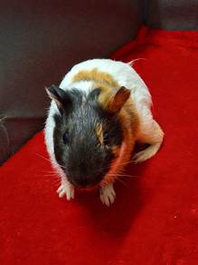 guniea pigs sale (offer murah ii)