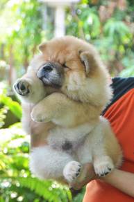 Chow Chow