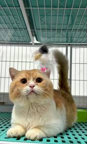 Bsh Munchkin