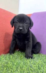 Labrador black color