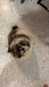 shihtzu