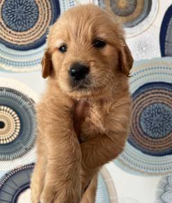 Golden Rettiver c
