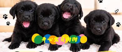 Labrador (F)