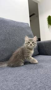 Kucing Parsi mix BLH