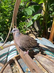 Burung Tekukur Kampung