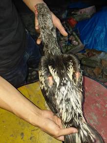 Teruna ratu dokmak