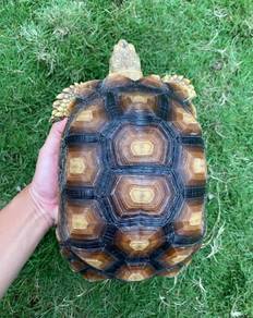 Tortoise (Sulcata)