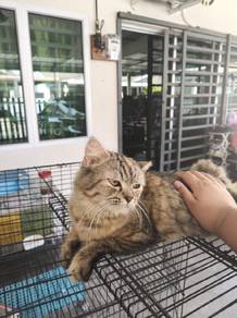 Persian Cat