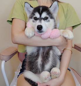 Husky