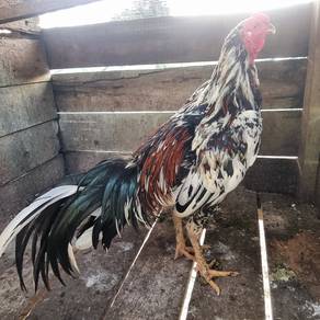 Ayam laga