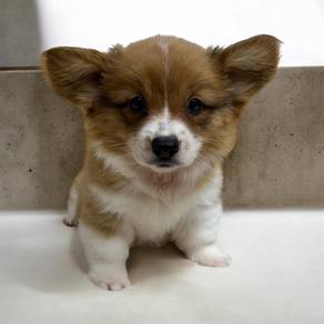 Corgi puppies