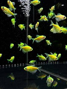 Green Glofish Tetra