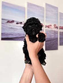 tiny black poodle 