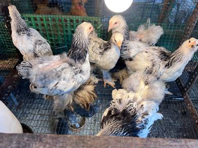 Columbian brahma chick anak ayam