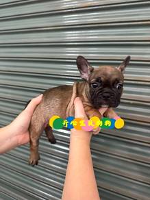 French Bulldog (M/F)