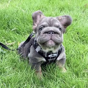 FRENCH BULLDOG PUPPIES 🌻VIP142 Long Fur / Girl