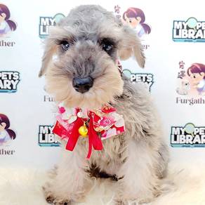 Schnauzer