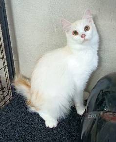 Domestic Long Hair (DLH) 