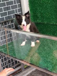 Pure Border Collie Puppy