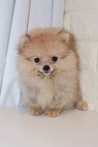 J0208 Pomeranian Fluffy Teddy Bear Puppy
