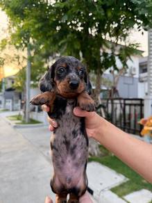 Long Hair Dachshund Puppy