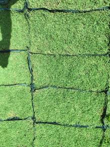 Philippines grass