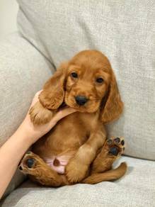English cocker spaniel 