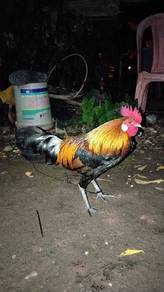 ayam