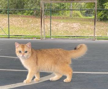 British Short Hair Golden