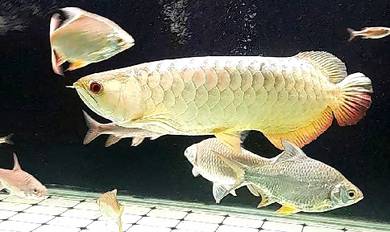 Arowana MGBB
