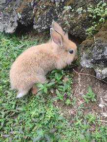 Mix lionhead arnab