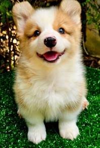 C138 柯基犬 CORGI PUPPIES 🌻 Fluffy Boy~Girl