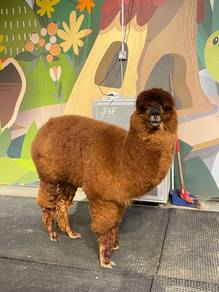 Alpaca