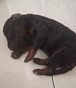 Female Phantom Maltipoo