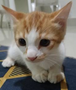 Anak kucing